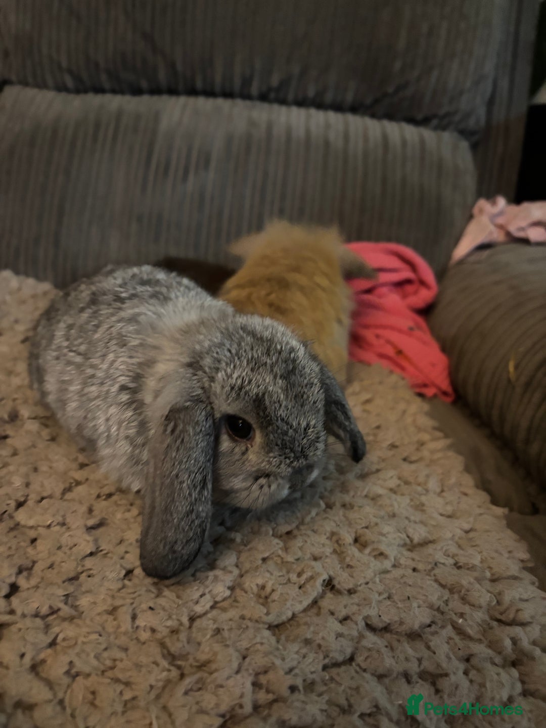 Mini Lion Lop rabbits for sale:  Female grey mini lion lop  - Advert 3
