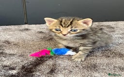 Mixed Breed cats for sale: Siberian x British Shorthair Kittens 💞 - Image 5