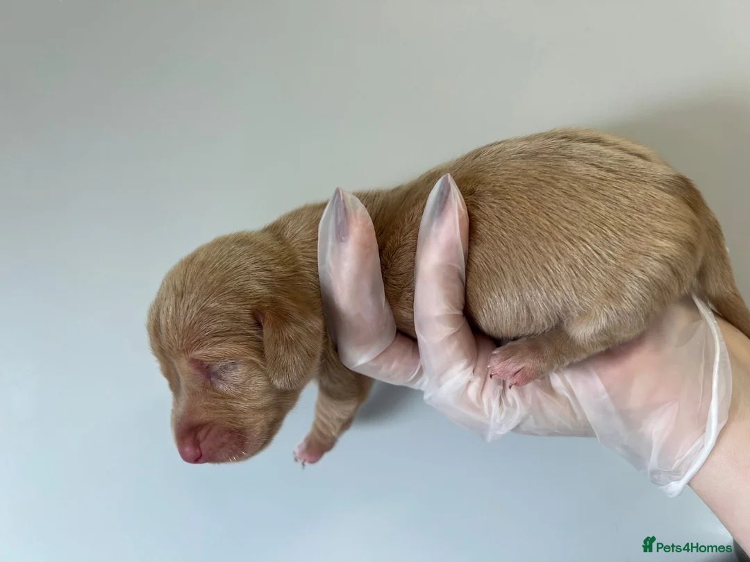 Miniature Dachshund dogs for sale: Beautiful KC Registered Minature Dachshunds  in Portsmouth - Advert 3