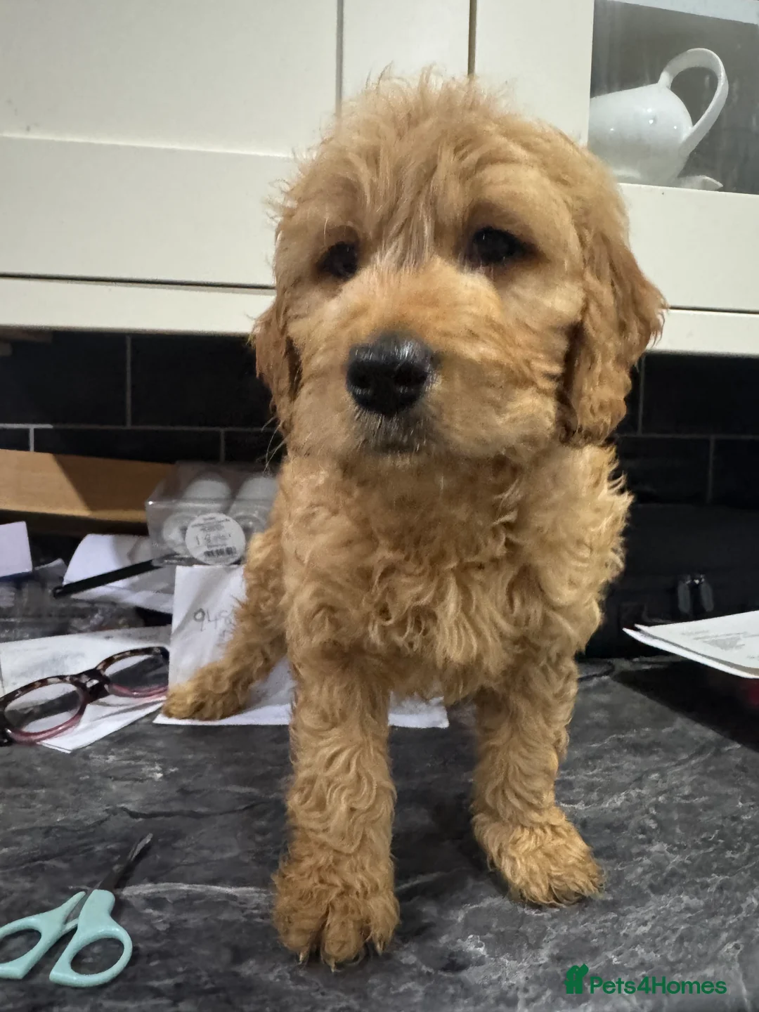 Mini Goldendoodle dogs for sale: Health-checked Happy Fluffy Puppies - Advert 14