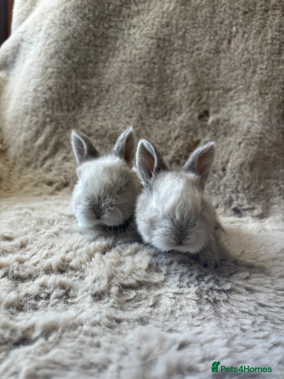 Mixed Breed rabbits for sale:  6 baby Sandellers x Holland lops  - Advert 3