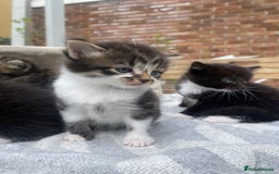 Mixed Breed cats for sale: Fluffy adorable mixed tabby! - Image 12
