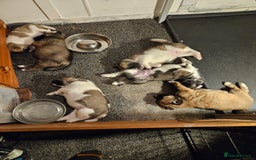 Mixed Breed dogs for sale: Akita/malamute  - Advert 4