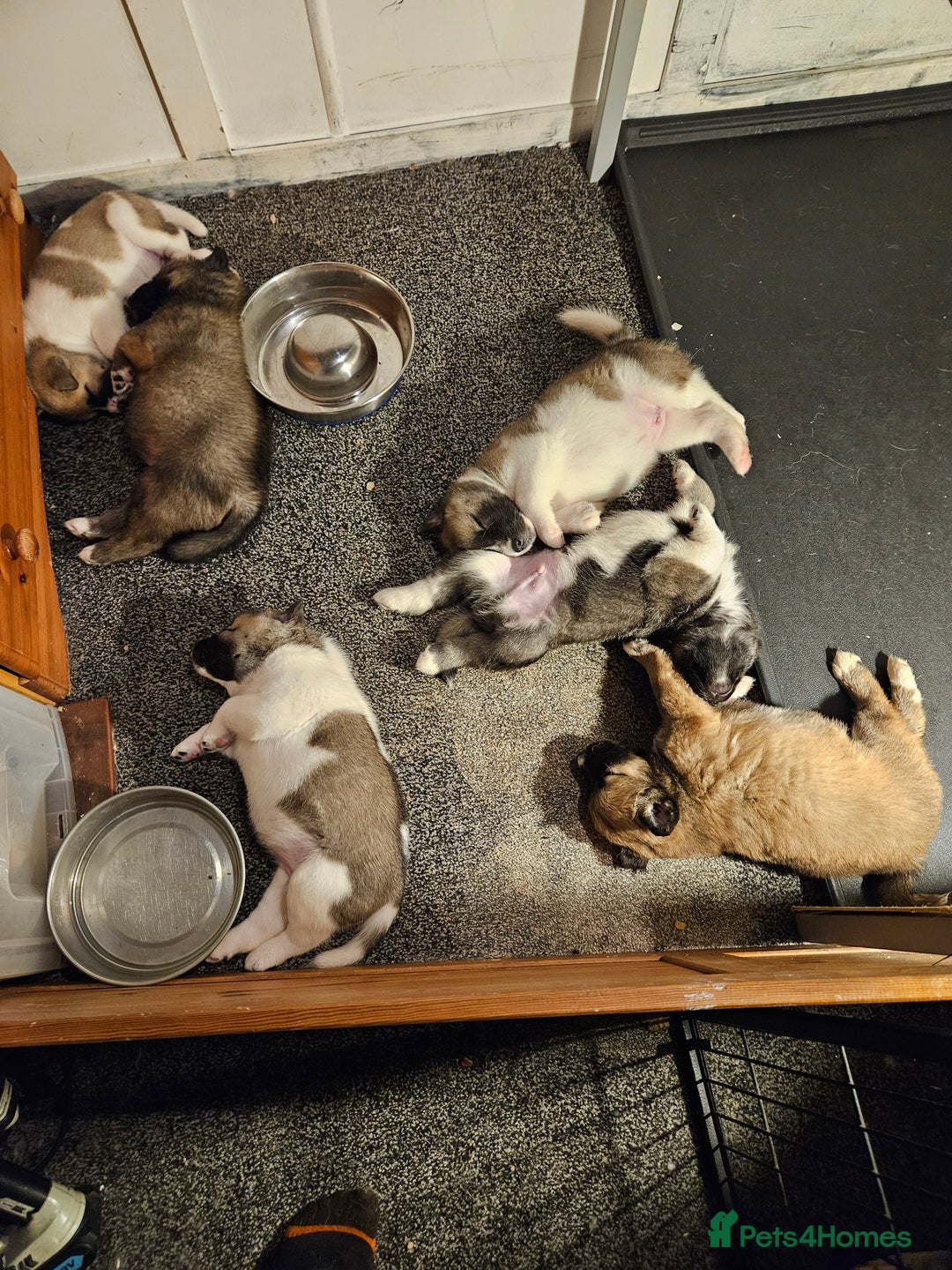 Mixed Breed dogs for sale: Akita/malamute  - Advert 4