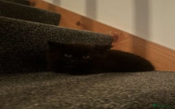 York Chocolate cats for sale: Kitten for sale  - Image 2