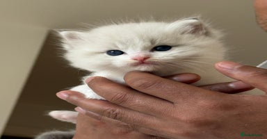 Ragdoll cats Beautiful Fluffy Ragdoll Kittens –One Boy&One Girl - Advert 1