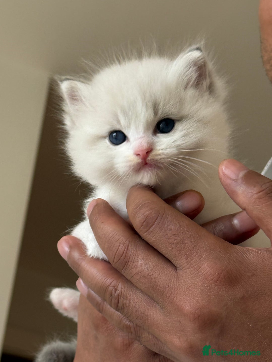 Ragdoll cats for sale: Beautiful Fluffy Ragdoll Kittens –One Boy&One Girl - Advert 1