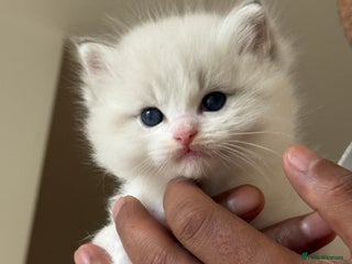 Ragdoll cats Beautiful Fluffy Ragdoll Kittens –One Boy&One Girl - Advert 2