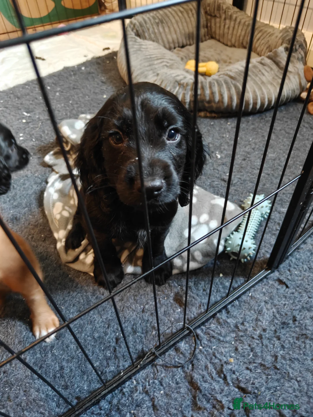Cocker Spaniel dogs for sale: Cocker spaniel puppies (2 male available) in Alfreton - Advert 2