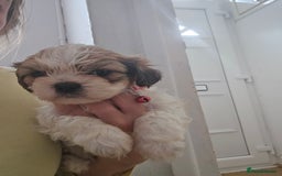 Shih Tzu dogs for sale: Shih tzu - Image 5