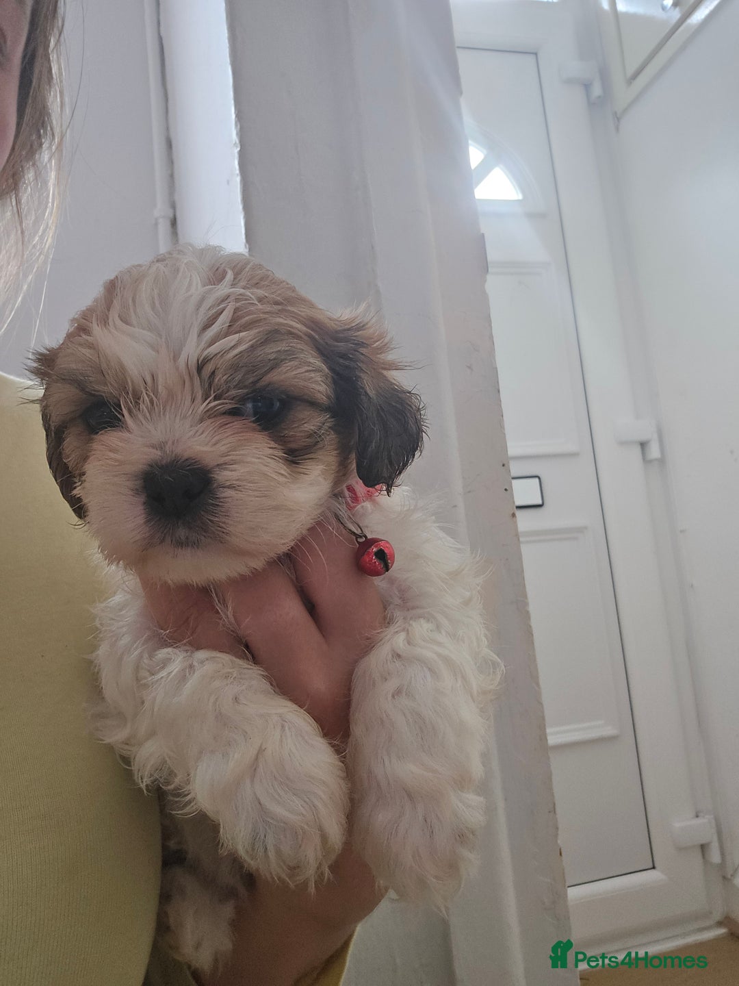 Shih Tzu dogs for sale: Shih tzu - Image 5