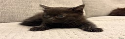 Mixed Breed cats for sale: Adorable Black Kittens - Advert 8