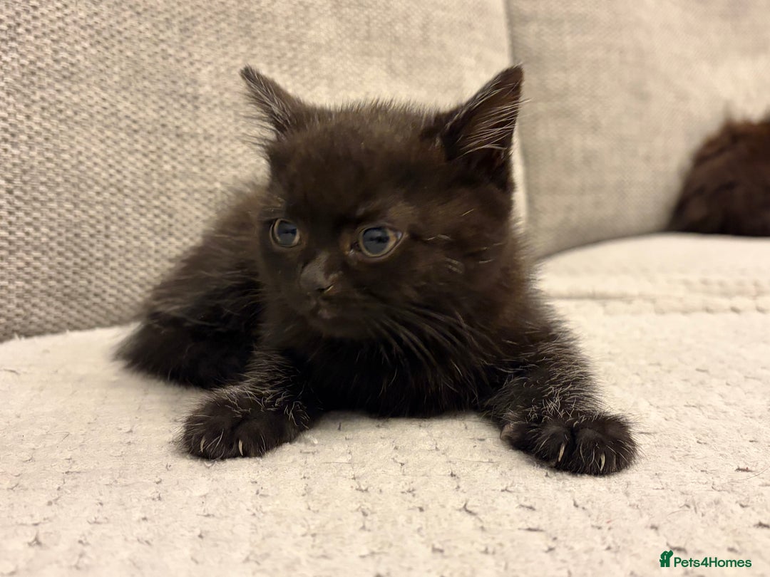 Mixed Breed cats for sale: Adorable Black Kittens - Advert 8