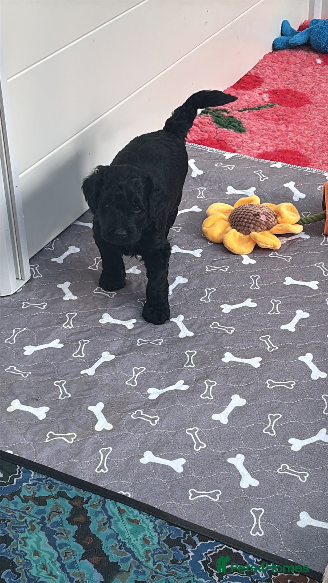 Mixed Breed dogs Gorgeous Ultimate Doodles - Advert 2