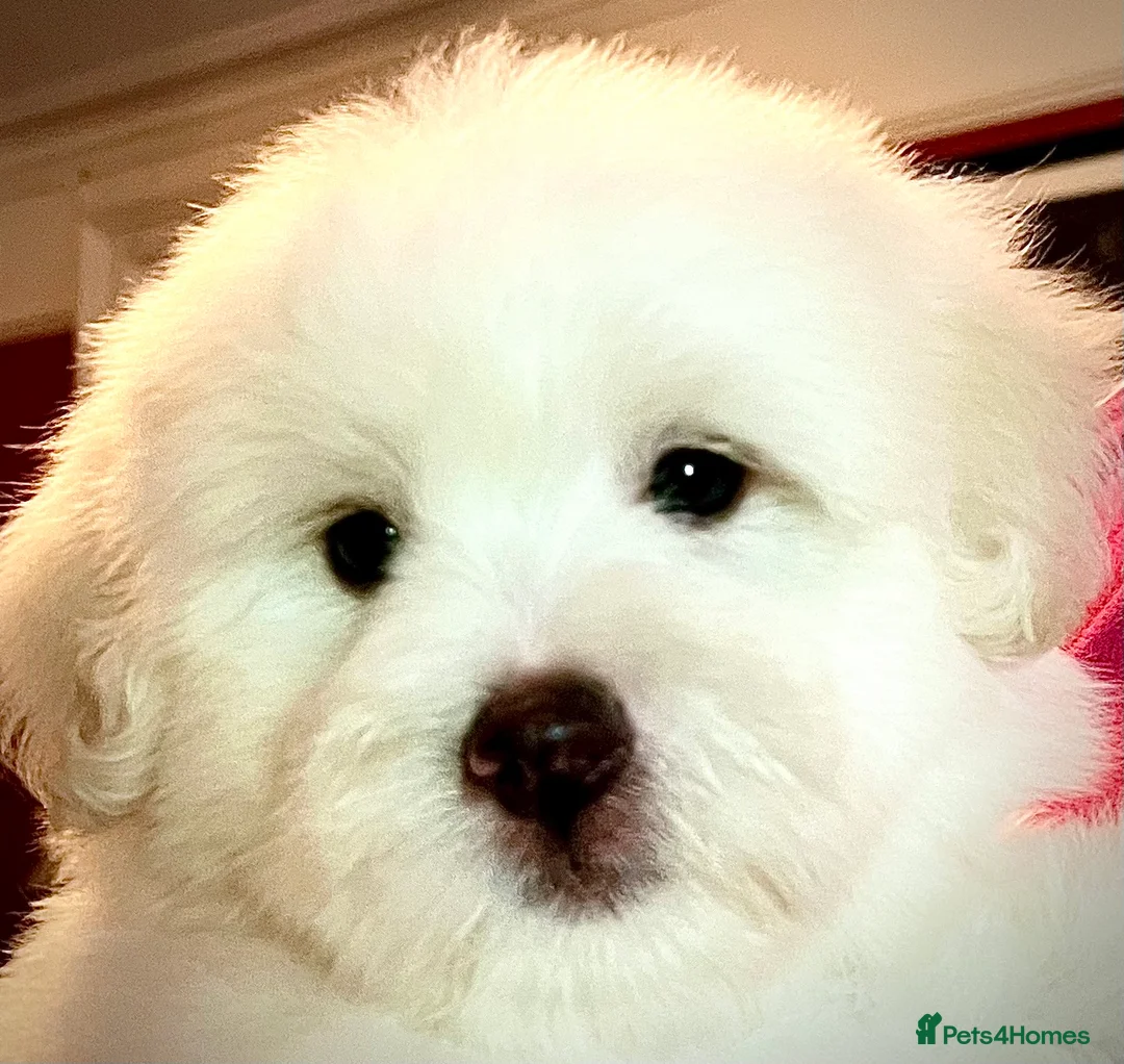 Coton De Tulear dogs for sale: KC reg Coton de Tulear parents DNA health tested  - Advert 21