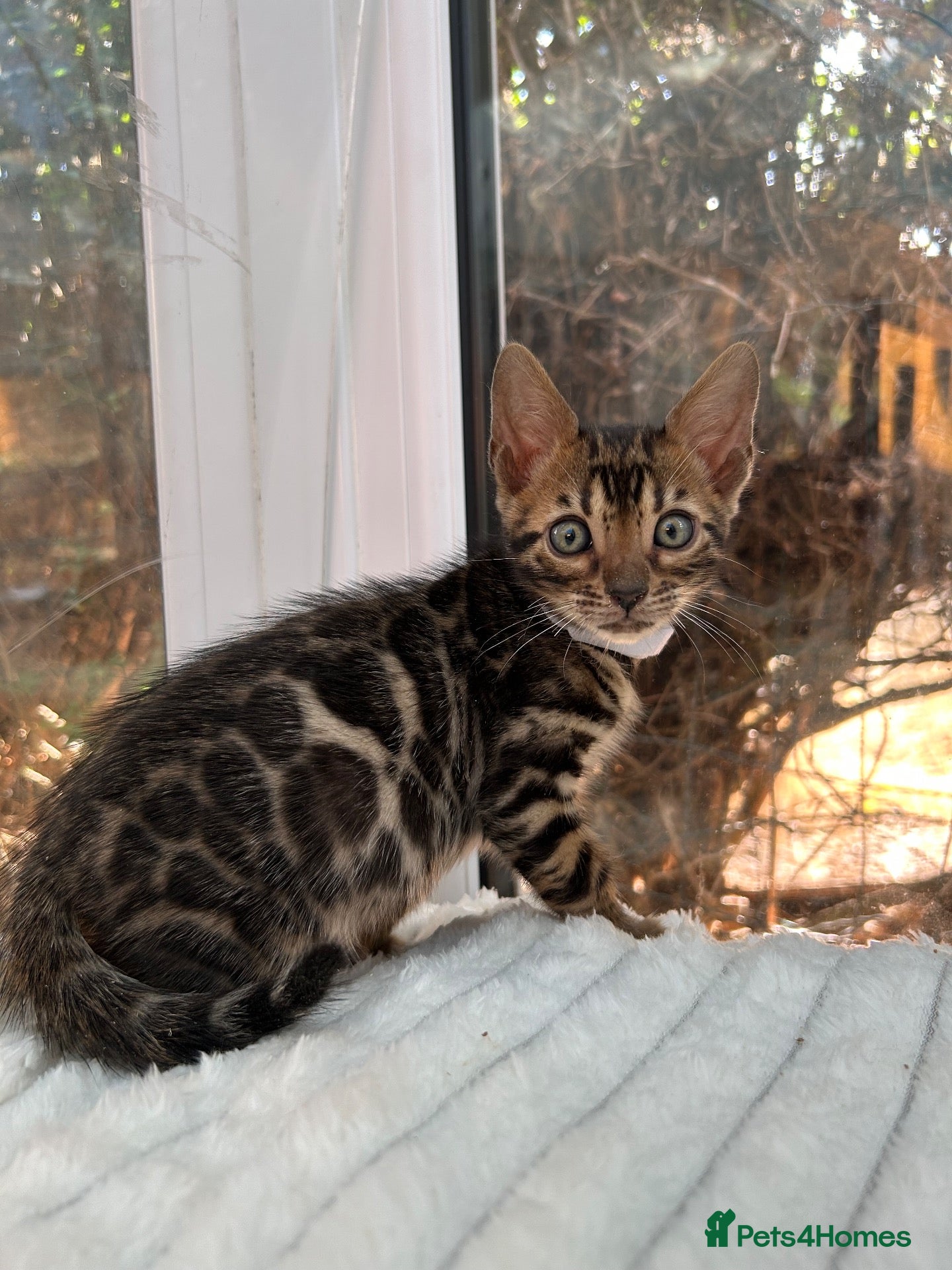 Bengal cats Pure Bengal Kittens ❤️ready for their new home 🏡  - Advert 2