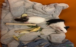 Guinea Pig rodents for sale: Baby guinea pigs - Image 11