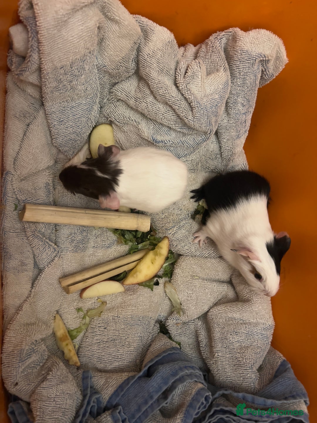 Guinea Pig rodents for sale: Baby guinea pigs - Image 11