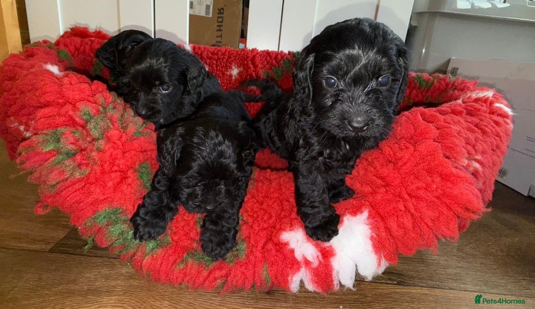 Labradoodle dogs for sale: F1 labradoodle puppy’s  - Advert 5