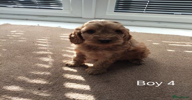 Cockapoo dogs - Advert 7