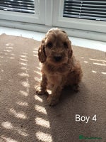 Cockapoo dogs - Advert 7