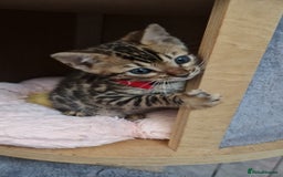 Bengal cats for sale: Pure Bengal kittens ❤️  - Image 11