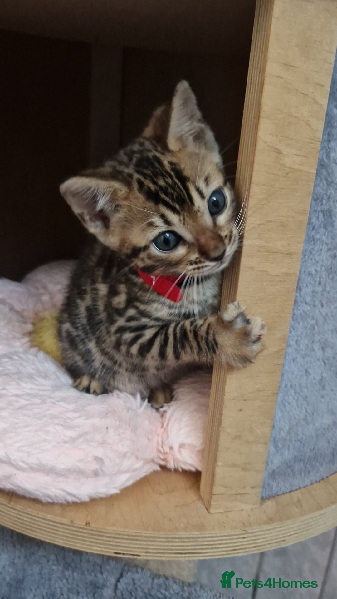 Bengal cats for sale: Pure Bengal kittens ❤️  - Image 11