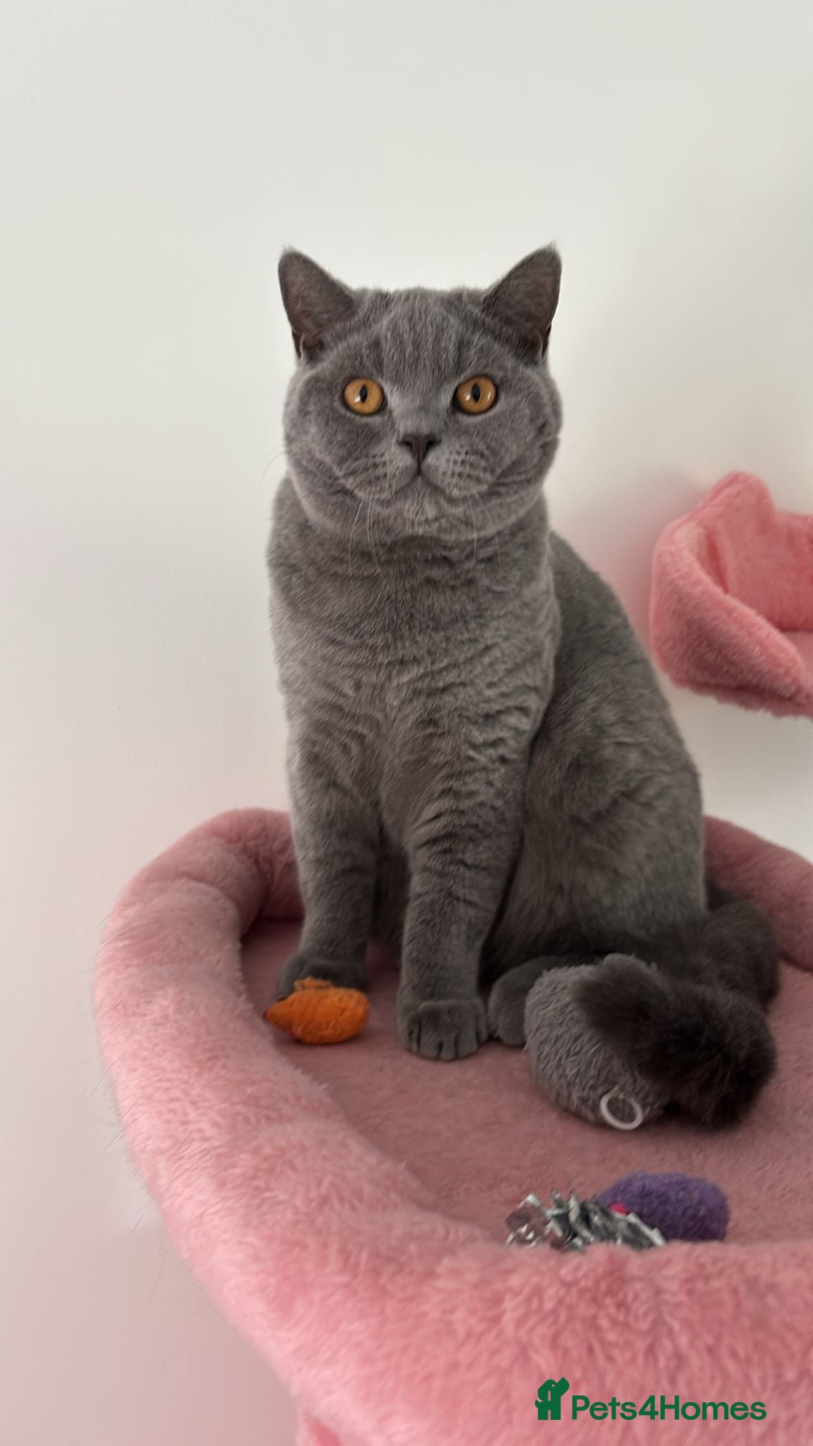 British Shorthair cats 🧸1 Remaining Chunky British Shorthair Kittens🧸 - Advert 16