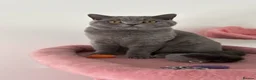 British Shorthair cats for sale: 🧸1 Remaining Chunky British Shorthair Kittens🧸 - Advert 1