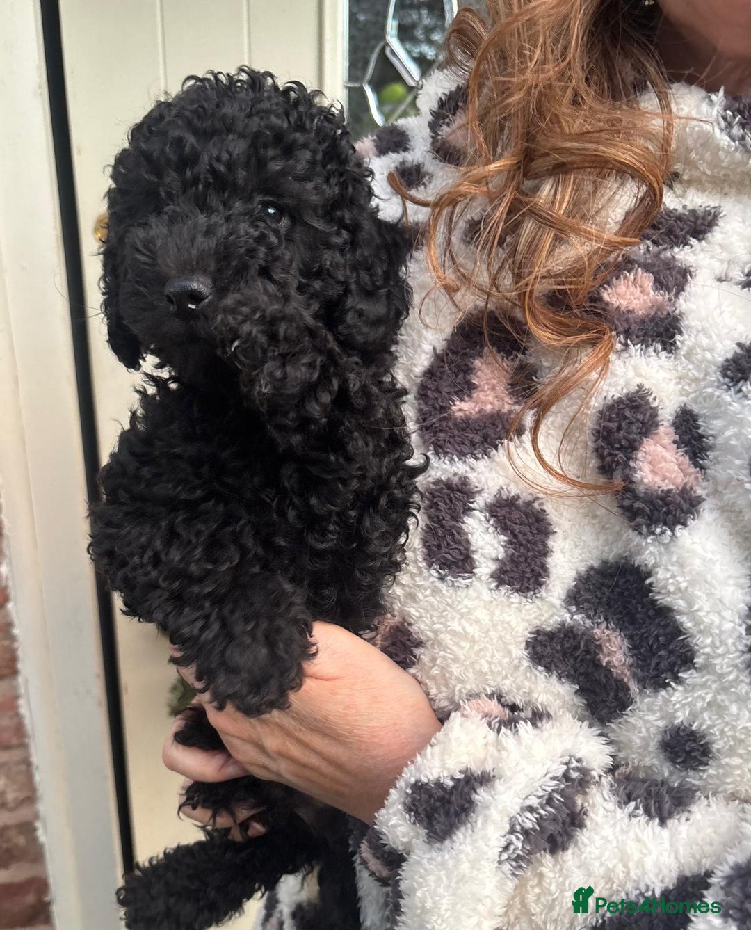 Toy Poodle dogs for sale: ADORABLE ‘ALBERT’ *TOY POODLE*BOY*PUP ready now - Advert 15