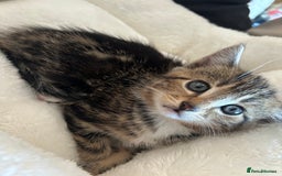 Mixed Breed cats for sale: Tabby Cat - Image 3