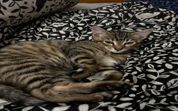Bengal cats for sale: Bengal mix breed female kitten  - Image 4