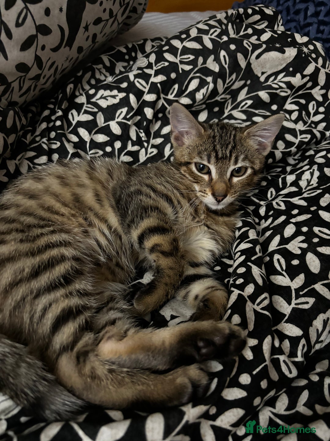 Bengal cats for sale: Bengal mix breed female kitten  - Image 4