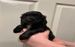 Cocker Spaniel dogs for sale: Gorgeous show type cocker spaniel  - Image 20