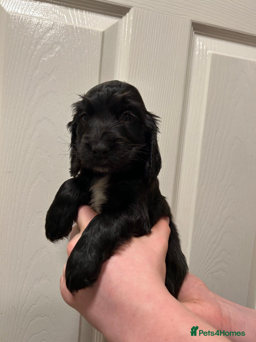 Cocker Spaniel dogs for sale: Gorgeous show type cocker spaniel  - Image 20