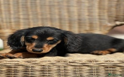 Miniature Dachshund dogs for sale: READY NOW. Miniature long hair dachshund 🤍 - Image 7