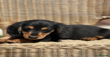 Miniature Dachshund dogs - Advert 15