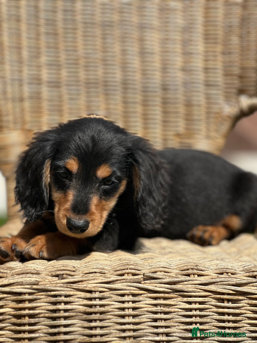 Miniature Dachshund dogs for sale: READY NOW. Miniature long hair dachshund 🤍 - Image 7