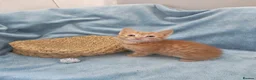 Mixed Breed cats for sale: Beautiful Kittens Videos in Barnsley - Advert 33
