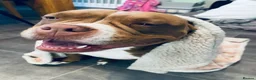 American Bully dogs for sale: Loving pocket bully for re home. - Advert 7