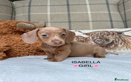 Miniature Dachshund dogs for sale: ❤️MINIATURE DACHSHUNDS❤️ - Image 6