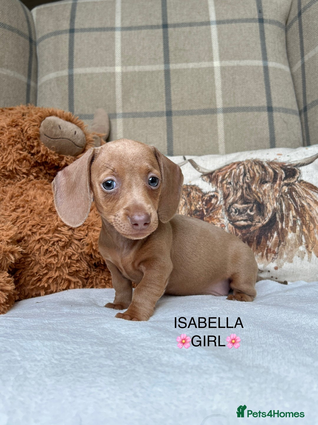 Miniature Dachshund dogs for sale: ❤️MINIATURE DACHSHUNDS❤️ - Image 6