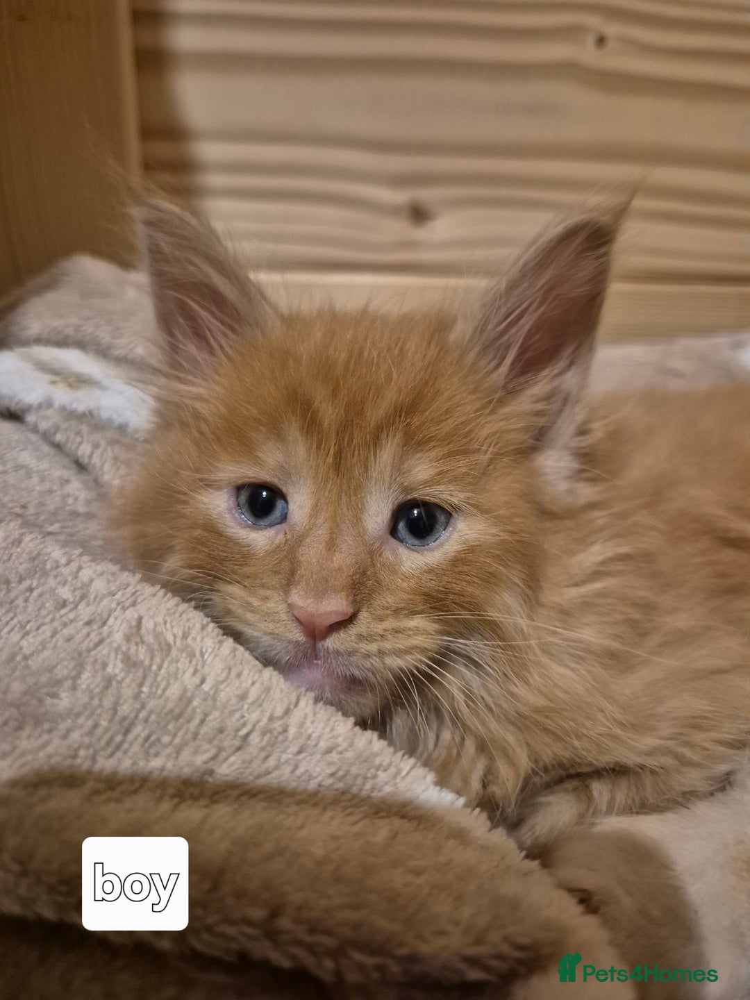 Maine Coon cats for sale: Mein Con - Advert 24