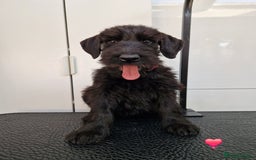 Giant Schnauzer dogs for sale: Fully Vaccinated KC Giant Schnauzer females  - Image 3
