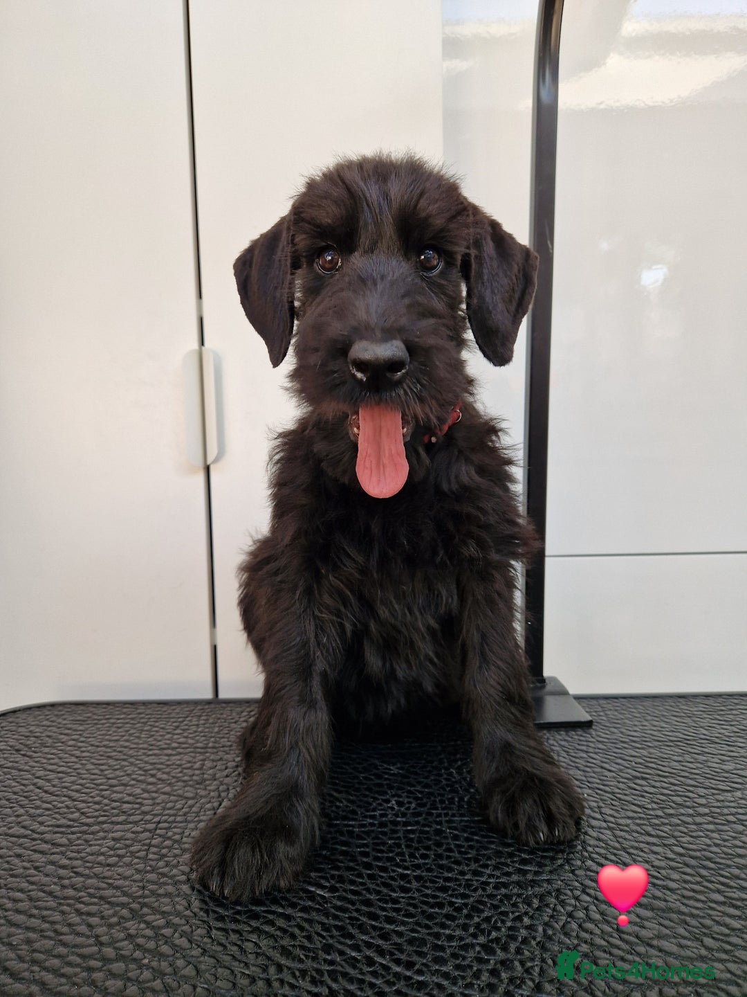 Giant Schnauzer dogs for sale: Fully Vaccinated KC Giant Schnauzer females  - Image 3