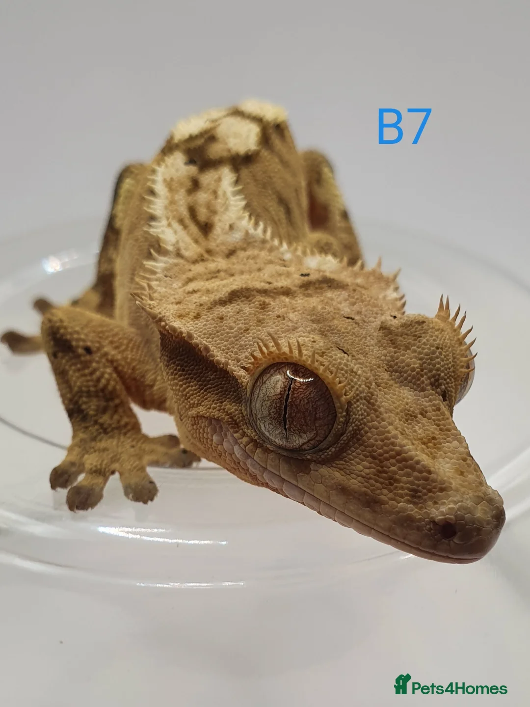 Gecko reptiles for sale: Sub adult crested geckos - Advert 12