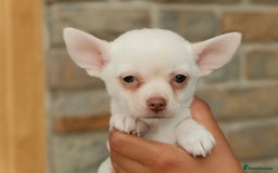 Chihuahua dogs for sale: 4 beautiful Chihuahua pups - Image 14