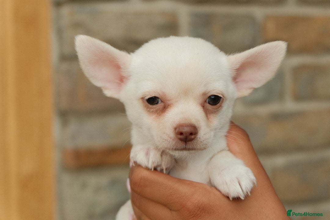 Chihuahua dogs for sale: 4 beautiful Chihuahua pups - Image 14