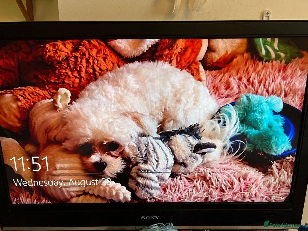 Maltese dogs for sale: KC Registered Female Maltese Terrier  - Image 4