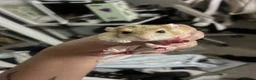 Gerbil rodents for sale: Fat tail gerbil / Duprasi - Advert 4